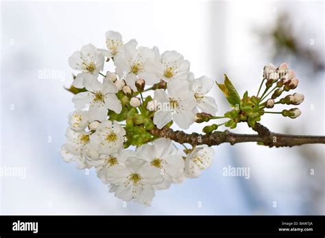 Wild Cherry blossom Stock Photo - Alamy