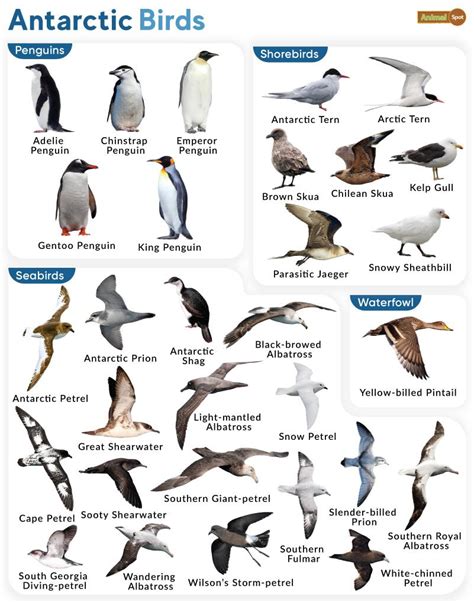 List of Birds From Antarctica With Pictures