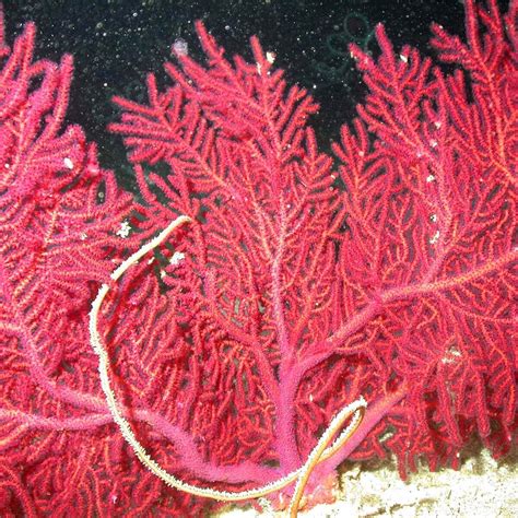 Red Sea Whip (Leptogorgia virgulata) - Ocean Info