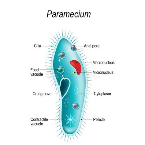 Paramecium Cell