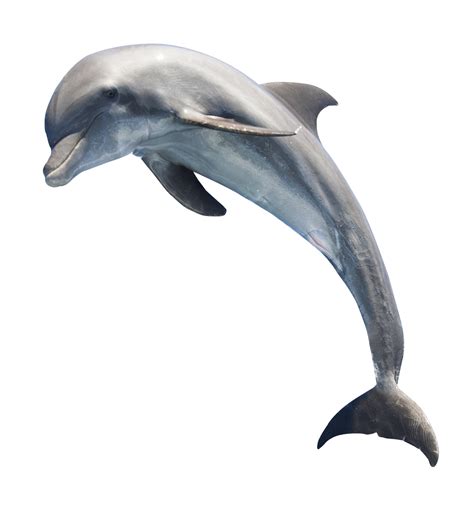 Dolphin PNG Transparent Dolphin.PNG Images. | PlusPNG