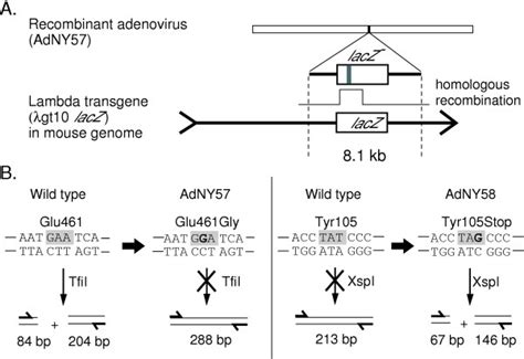 Design for gene targeting and its detection. (A) The donor carrying the... | Download Scientific ...