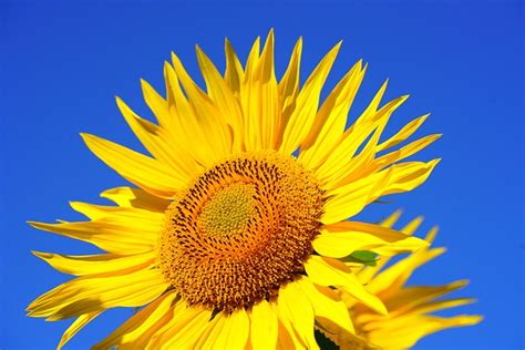 Sunflower Blossom Bloom - Free photo on Pixabay