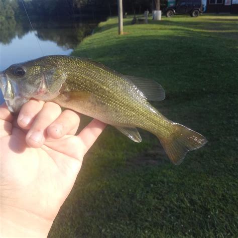 I am the Dink Master : r/bassfishing