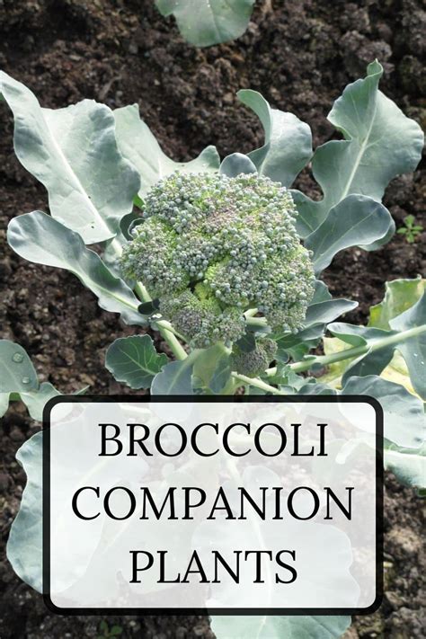 Broccoli Companion Plants · Nourish and Nestle