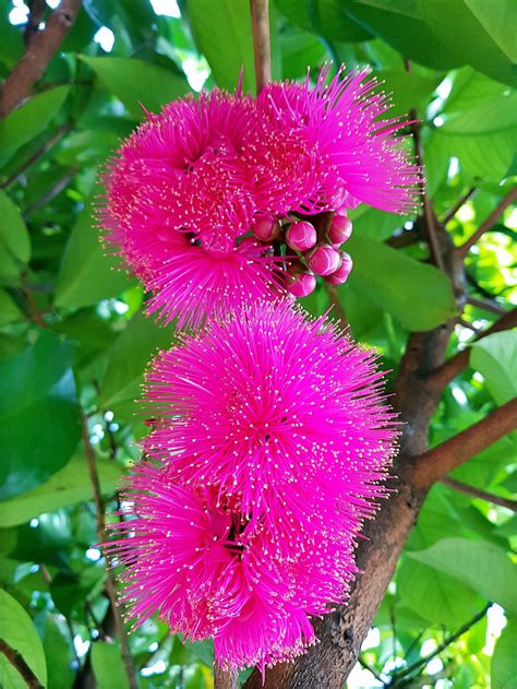 Coolamon Tree - Syzygium mooreii – Brisbane Plant Nursery