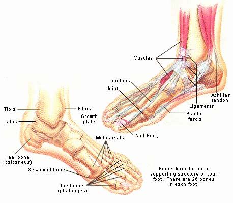 Parts of the Foot - Back to Health Wellness Centre