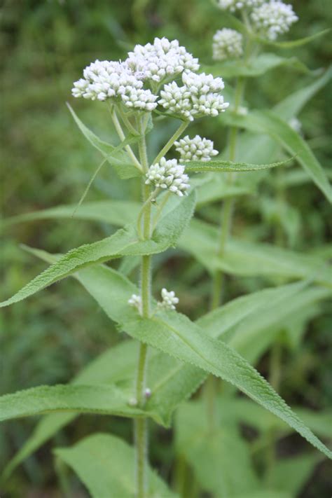 Boneset (Eupatorium perfoliatum) - MNL: Heal the Earth