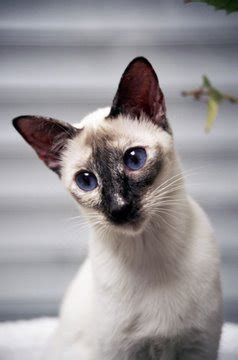 The Tortie Point Siamese Cat