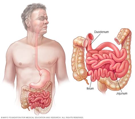 Intestino delgado - Mayo Clinic