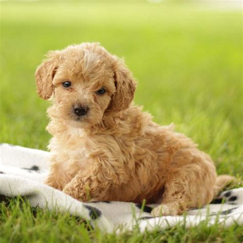 Maltipoo Puppies For Sale • Adopt Your Puppy Today • Infinity Pups