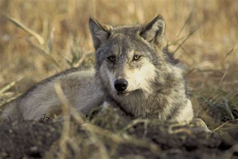 Eastern Wolf Facts, Distribution, Habitat, Diet, Pictures