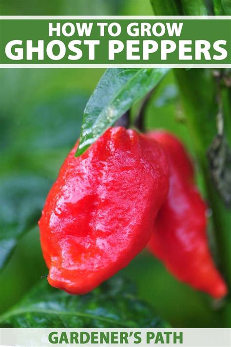 How to Plant and Grow Ghost Peppers | Gardener's Path | Ghost peppers, Ghost pepper plants ...