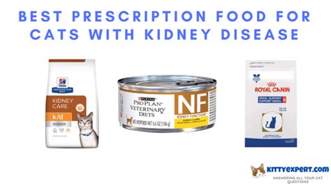 Best Prescription Food for Cats with Kidney Disease - The Kitty Expert