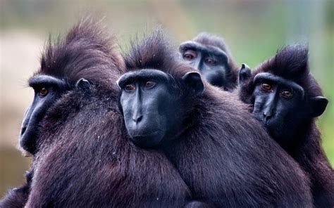 Crested Black Macaque, Macaca nigra - New England Primate Conservancy