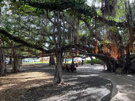 Lahaina Banyan Tree celebrates 150th anniversary, April 22 : Maui Now