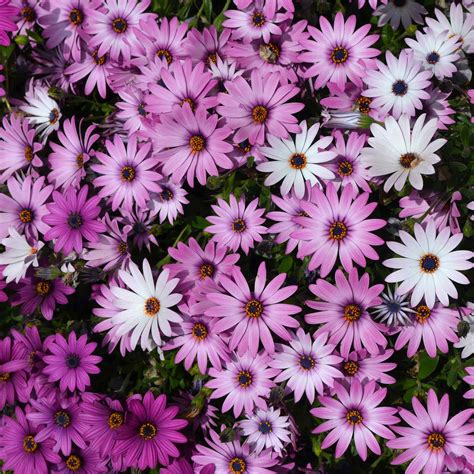 Bulk Cape Daisy Seeds - Ballade Mix | Bulk Wildflowers