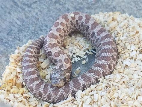 10 Western Hognose Snake Morphs - Reptile World Facts Western Hognose ...