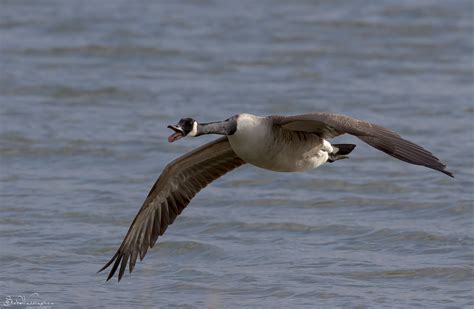 Honk honk honk | Very vocal Canada Goose flying past the hid… | Flickr