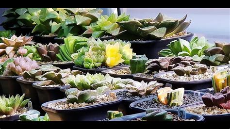 A Haworthia Collection 2020 - 450 varieties! - YouTube