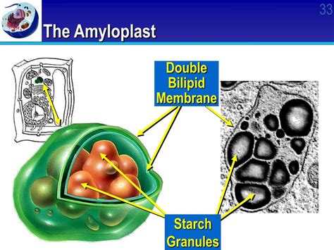 PPT - Cell Structure & Function PowerPoint Presentation, free download ...