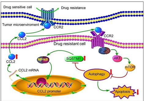 CCL2-SQSTM1 positive feedback loop suppresses autophagy to promote chemoresistance in gastric cancer