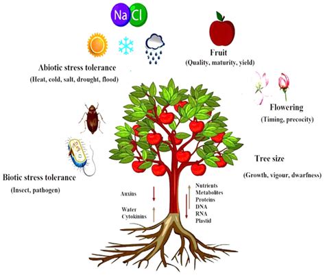 Agriculture | Free Full-Text | Scion–Rootstock Relationship: Molecular Mechanism and Quality ...