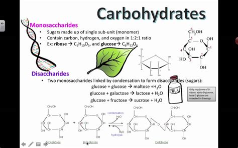 Biological Function Of Carbohydrate 8B4