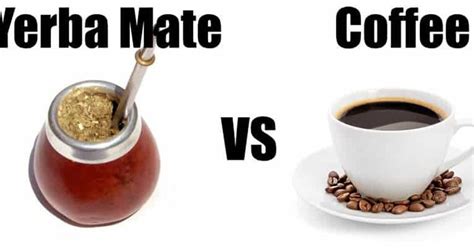 yerba mate vs coffee