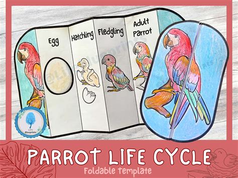 Foldable Parrot Life Cycle Learning Activity for Kids A4 and 11x8.5 Inch Digital Download ...