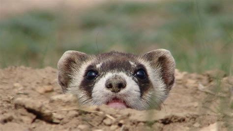 Black-footed ferret peaking from burrow. | Black footed ferret, Ferret, Cute ferrets