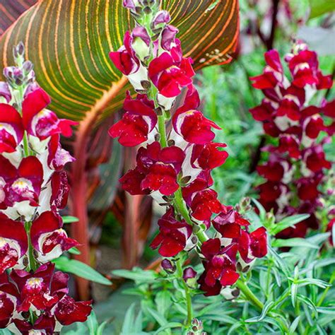 23 Most Beautiful Snapdragon Varieties | Balcony Garden Web