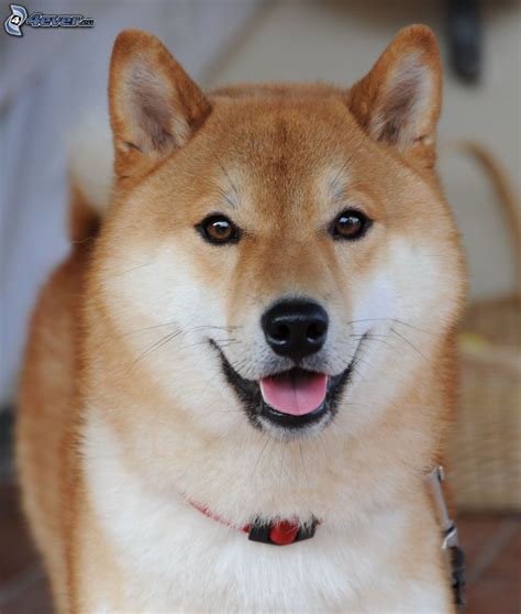 Shiba-inu