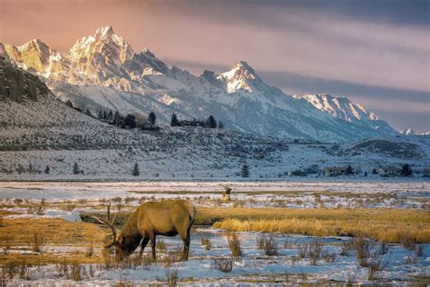 snow, mountains, Wyoming, deer, nature, snowy mountain, HD Wallpaper ...