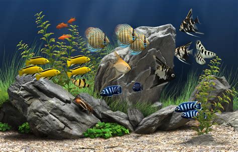 Dream Aquarium - The World's Most Amazing Virtual Aquarium for your PC ...