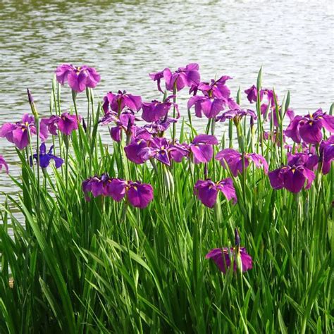 50 SWEET FLAG WETLAND POND GRASS Acorus Calamus Ornamental Seeds-in ...