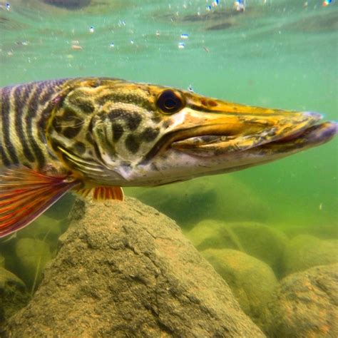 What is a Tiger Muskie? - Flylords Mag