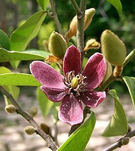 COOKING-VARIETIES : FOOD AND HEALTH BENEFITS: MAGNOLIA HERB TEA ...