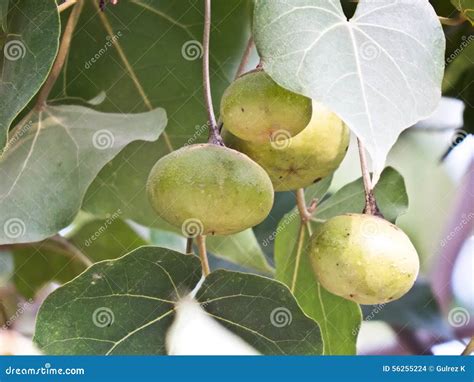 Ficus Religiosa or Peepal Tree Fruit Stock Photo - Image of tree, sacred: 56255224