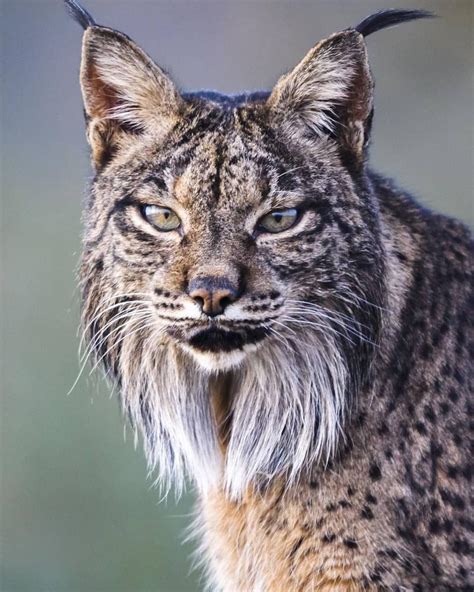 Lynx Wild Cat Breeds - Dogs And Cats Wallpaper