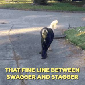 dog | GIF | PrimoGIF