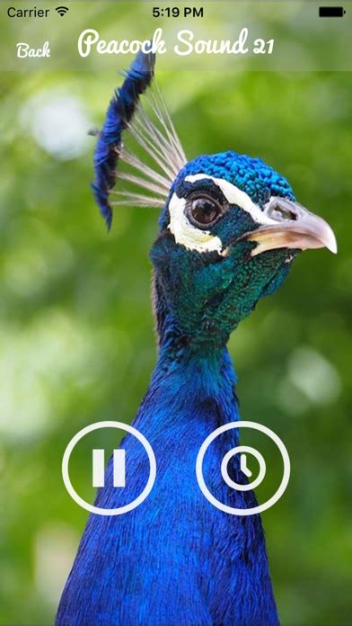 App Shopper: Peacock - Chirping Sounds (Entertainment)