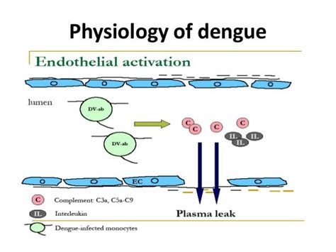 Dengue Hemorrhagic Fever Symptoms