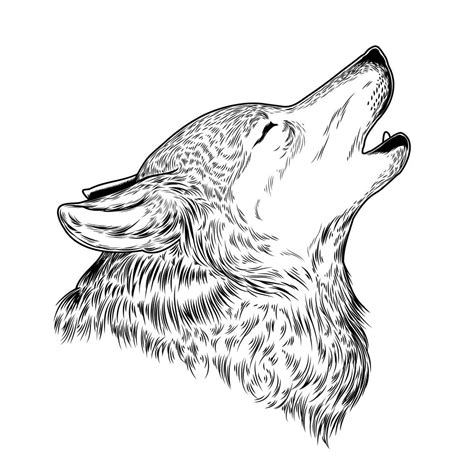 Vector illustration of a howling wolf - Download Free Vector Art, Stock Graphics & Images