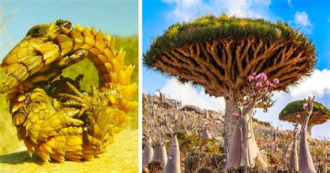 The World's Weirdest Island: 25 Strange Pics Of Socotra Island