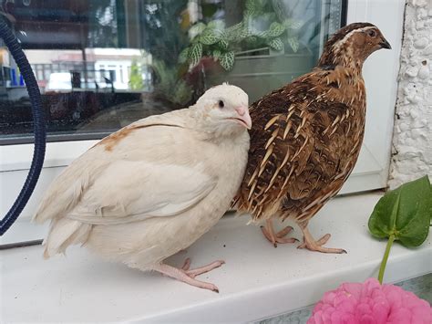 Coturnix Quail Male Vs Female