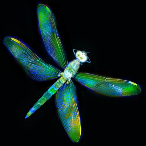 Harold Davis | Photograms | Page 2 | Colorful dragonfly, Dragonfly art, Dragonfly