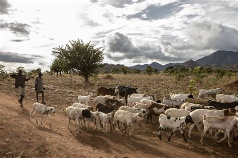 For an International Year of Rangelands and Pastoralists - Vétérinaires Sans Frontières Belgium asbl