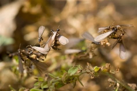 Termite Swarmers: Flying Termites in the Pacific Northwest