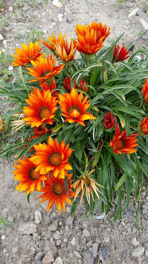 31 best gazania images on Pinterest | Flower beds, Flowers garden and Plants